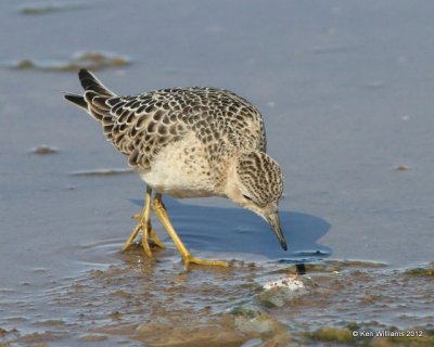 Buff-breasted Sandpiper, Oologah Lake, Rogers Co, OK, 9-9-12, Ja_22330.jpg