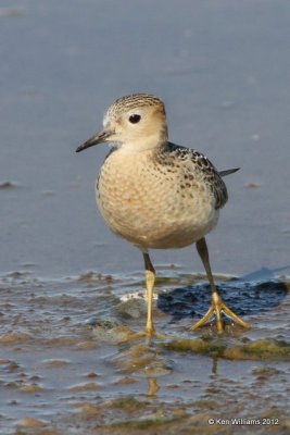 Buff-breasted Sandpiper, Oologah Lake, Rogers Co, OK, 9-9-12, Ja_22332.jpg
