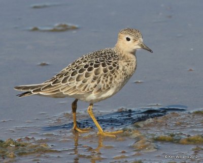 Buff-breasted Sandpiper, Oologah Lake, Rogers Co, OK, 9-9-12, Ja_22336.jpg
