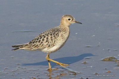 Buff-breasted Sandpiper, Oologah Lake, Rogers Co, OK, 9-9-12, Ja_22343.jpg