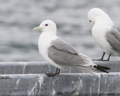 :Black-legged Kittiwake: