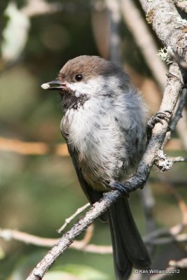 Boreal Chickadee