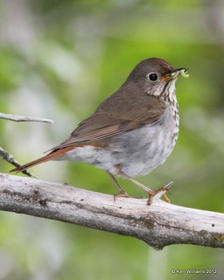Hermit Thrush