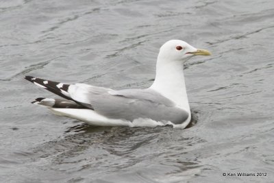 :Mew Gull: