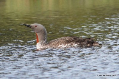 Red-throated Loon