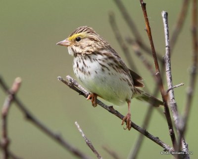 Savannah Sparrow, Hatcher Pass, Palmer, AK, 7-8-12, Ja_15237.jpg