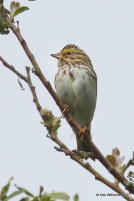 Savannah Sparrow, Hatcher Pass, Palmer, AK, 7-8-12, Ja_15249.jpg