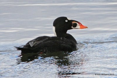 :Surf Scoter: