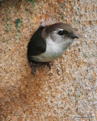 Tree Swallow, Potter Marsh, Anchorage, AK, 7-7-12, Ja_14792.jpg