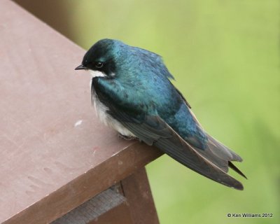 Tree Swallow, Potter Marsh, Anchorage, AK, 7-7-12, Ja_14867.jpg