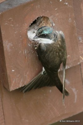 Tree Swallow, Potter Marsh, Anchorage, AK, 7-7-12, Ja_14872.jpg