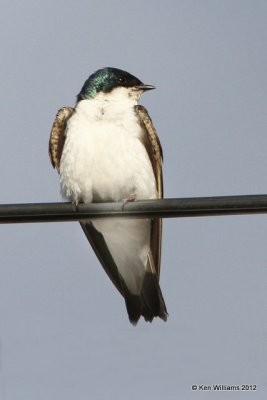 Tree Swallow, Toad River, BC, 7-1-12, Ja_12945.jpg