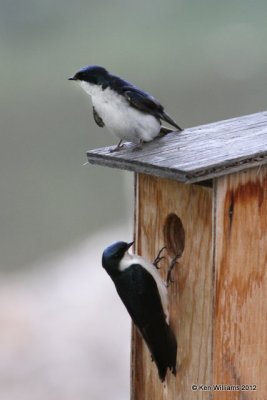Tree Swallow, Toad River, BC, 7-2-12, Ja_12999.jpg