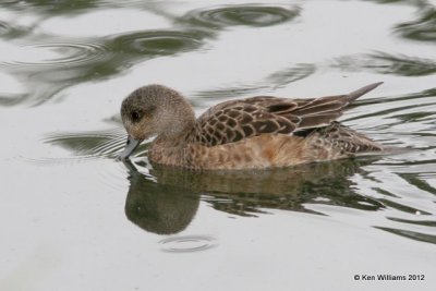 American Wigeon hen, Ship Creek, Anchorage, AK, 7-12-12, Ja_16641.jpg
