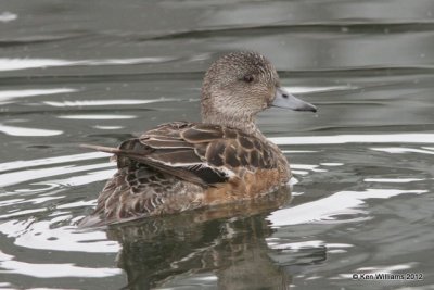 American Wigeon hen, Ship Creek, Anchorage, AK, 7-12-12, Ja_16644.jpg