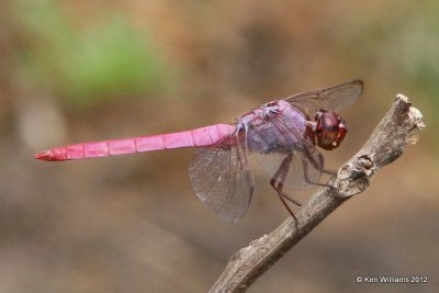 :Roseate Skimmer: