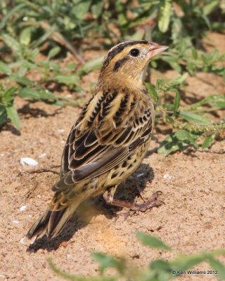 Bobolink female, Oologah Lake, Rogers Co, OK, 9-23-12, Ja_9899.jpg