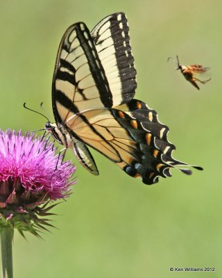 Eastern Tiger Swallowtail