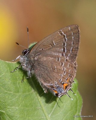 Edwards' Hairstreak
