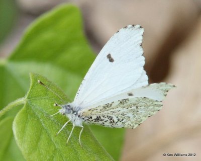 Falcate Orangetip female, Nowata Co, OK, 4-9-12, Ja_1841.jpg