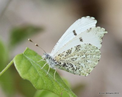 Falcate Orangetip female, Nowata Co, OK, 4-9-12, Ja_1857.jpg