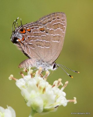 Striped Hairstreak