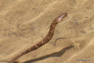 Northern Watersnake, Cookson WMA, OK, 5-9-12, Ja_1600.jpg