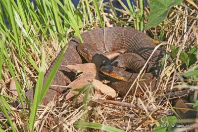 Northern Watersnake pair, Natural Falls SP, OK, 5-2-12, Ja_125.jpg