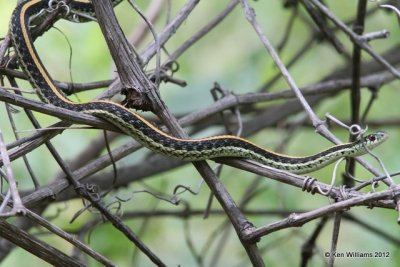 Orange-striped Ribbonsnake, Oxley Nature Center, Tulsa Co, OK, 6-1-12, Ja_5340.jpg