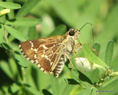 Roadside-Skippers