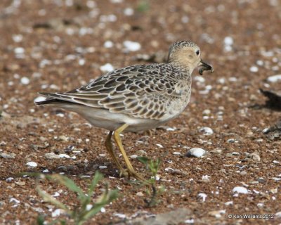 Buff-breasted Sandpiper, Oologah Lake, Rogers Co, OK, 10-11-12, Ja_122.jpg