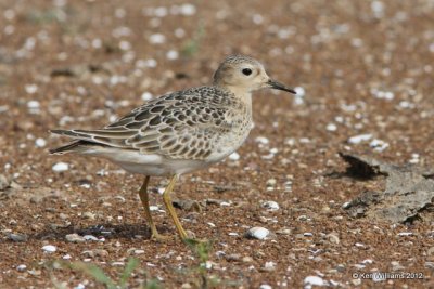 Buff-breasted Sandpiper, Oologah Lake, Rogers Co, OK, 10-11-12, Ja_124.jpg