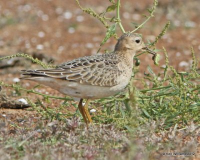 Buff-breasted Sandpiper, Oologah Lake, Rogers Co, OK, 10-11-12, Ja_53.jpg
