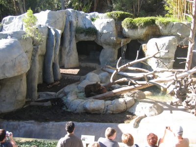 Bears!