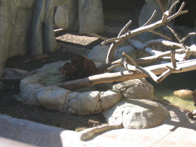 Bears wrestling