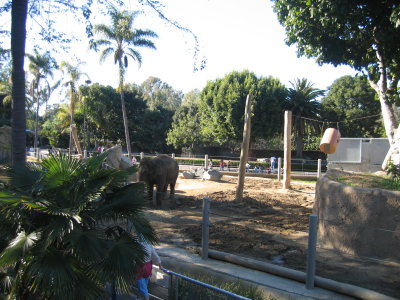 Asian Elephant