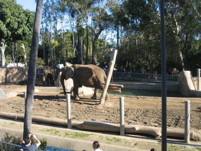 Elephant Running