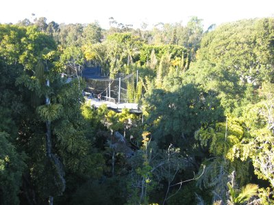 Gorilla Area