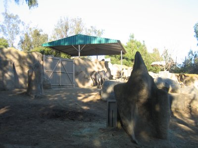 Deer? In a Zoo? only in califas...