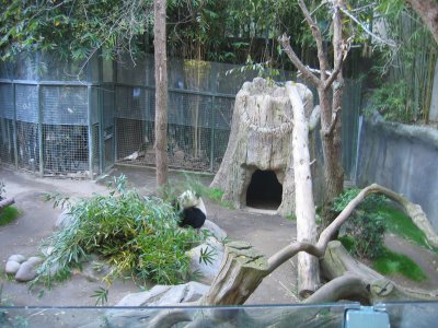 Panda Feeding
