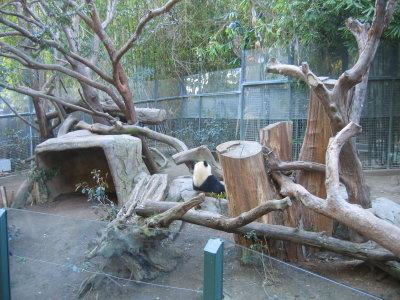 Panda Feeding