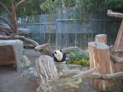 Panda Feeding
