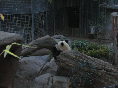 Panda Feeding