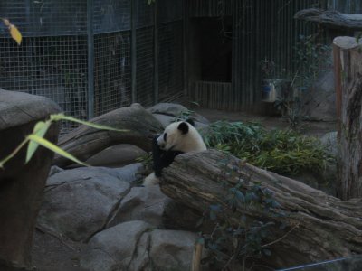 Panda Feeding