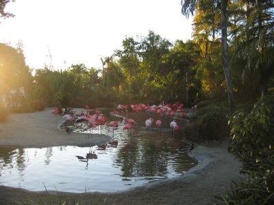 Flamingos (artificially colored)