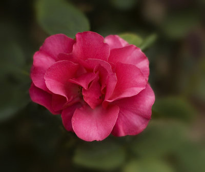 Rose Version 1