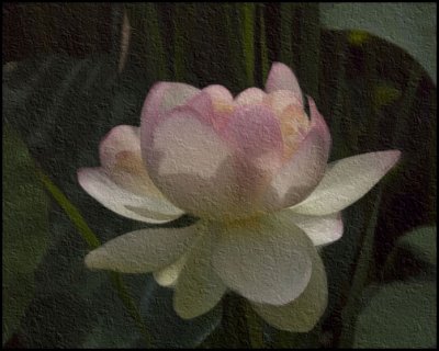 Lotus Version 1