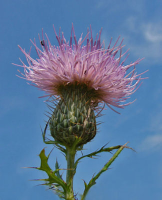 Thistle Original