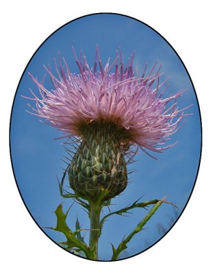 Thistle Version1