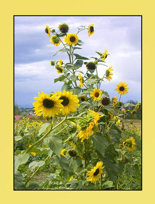 Sunflower Version 2